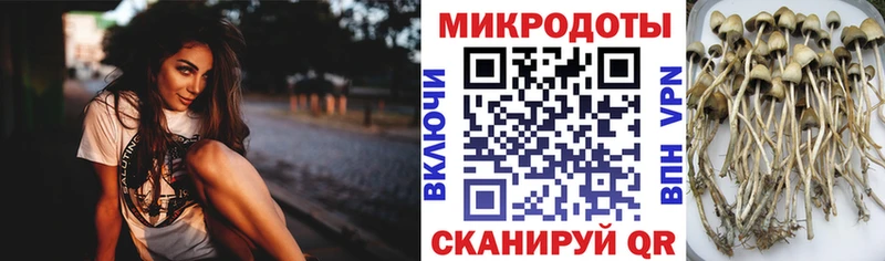 цены   Усть-Лабинск  Галлюциногенные грибы Cubensis 
